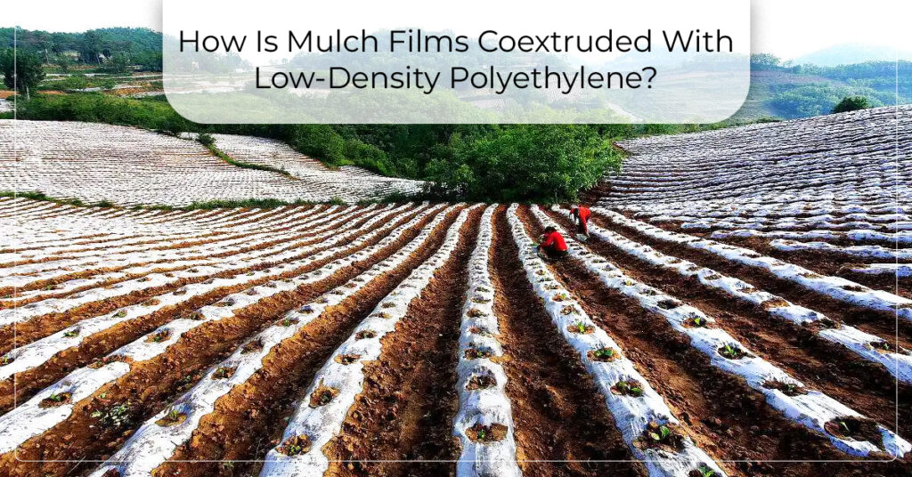 How Is Mulch Films Coextruded With Low-Density Polyethylene?